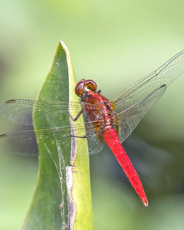 Rufous Marsh Glider
