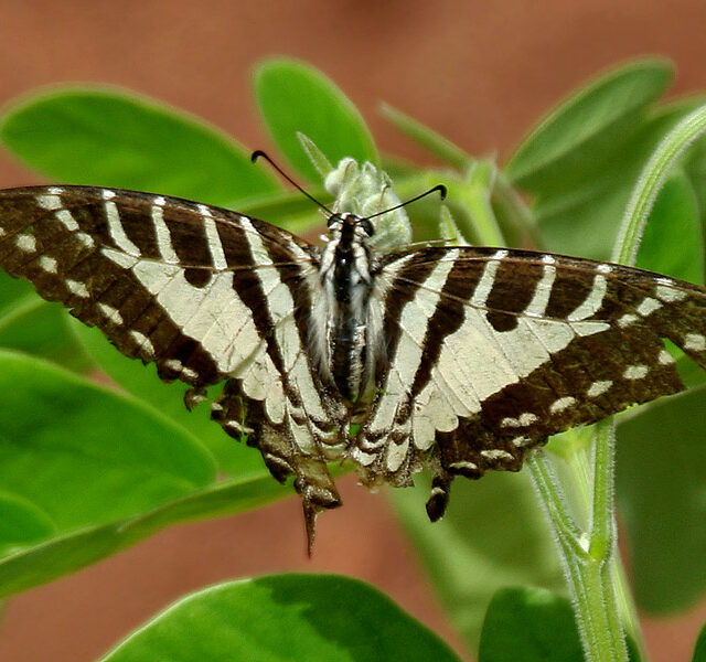 Spot Swordtail