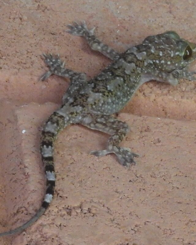 Spotted Giant Gecko