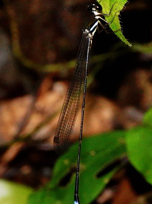 Sri Lanka Blurry Forestdamsel