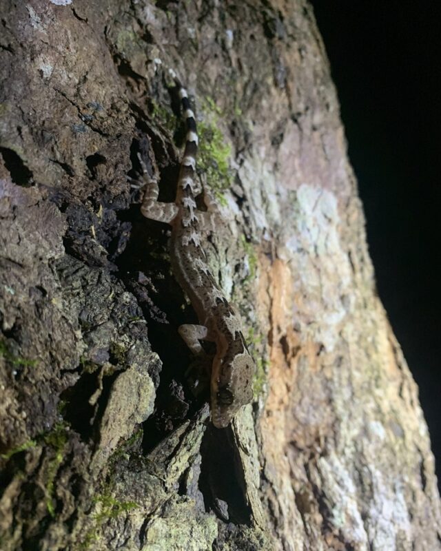 Sri Lanka Bow-Fingered Gecko
