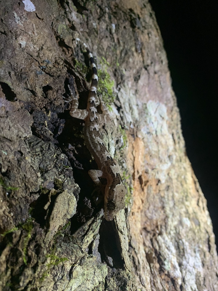 Sri Lanka Bow-Fingered Gecko