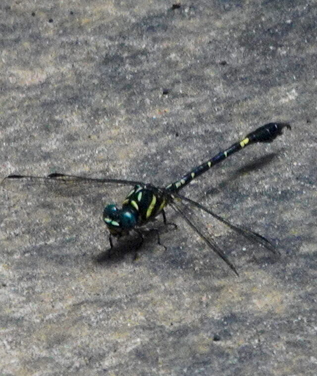 Sri Lanka Brook Hooktail