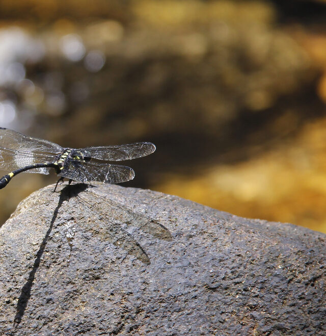 Sri Lanka Rivulet Tiger