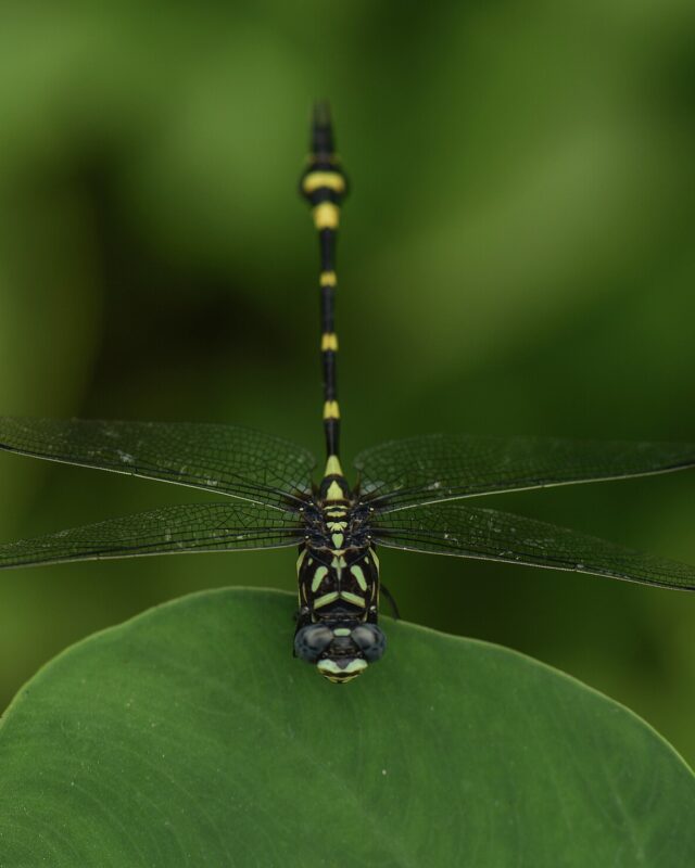 Sri Lanka Forktail
