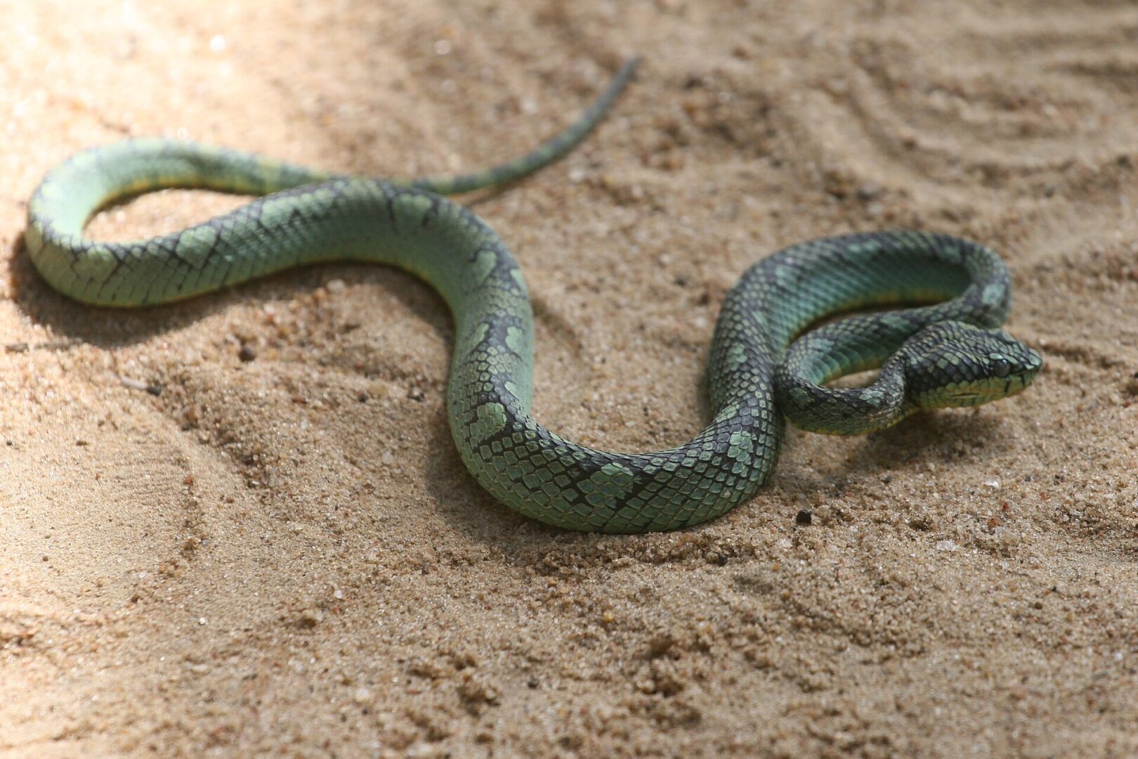 Sri Lankan Green Pit Viper