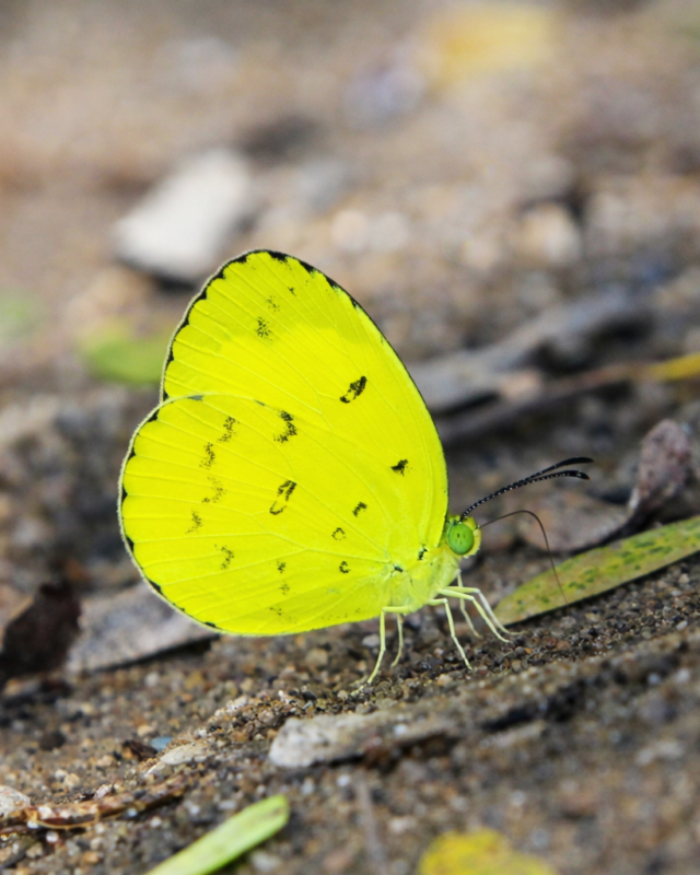 Sri Lankan One-Spot Grass Yellow
