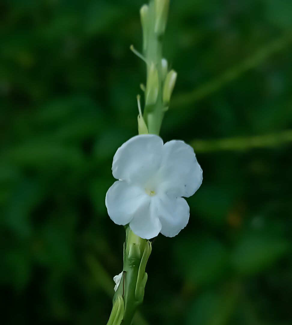 Stachytarpheta indica