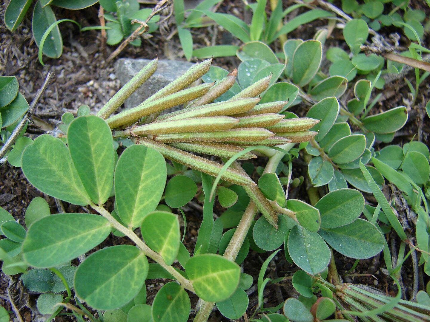 Creeping Indigo