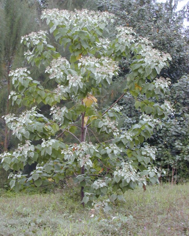 Toilet Paper Tree