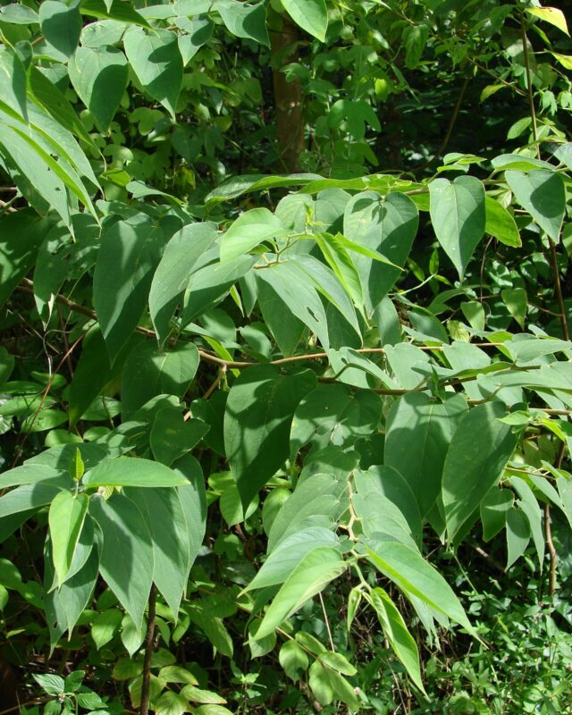 Oriental Trema