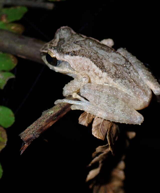 Steiner’s Shrub Frog