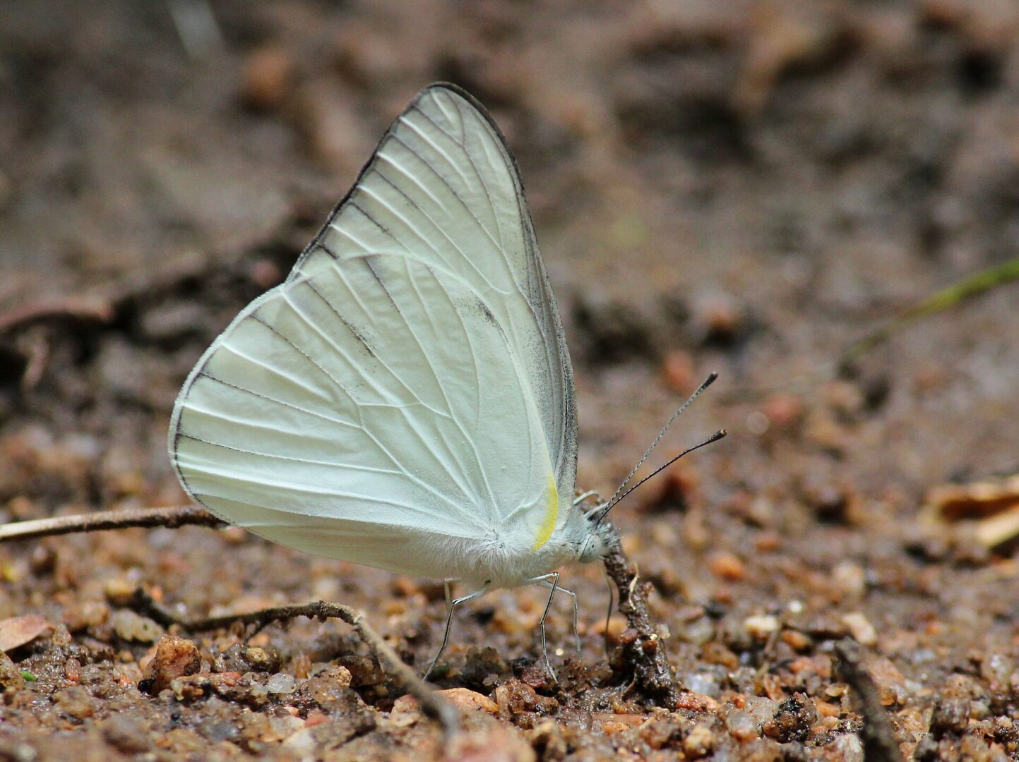 Striped Albatross