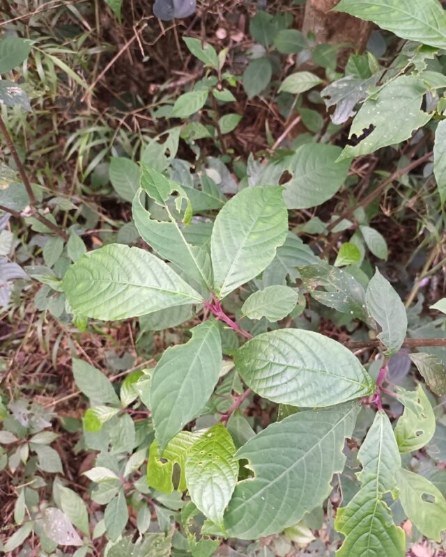 Strobilanthes pulcherrima