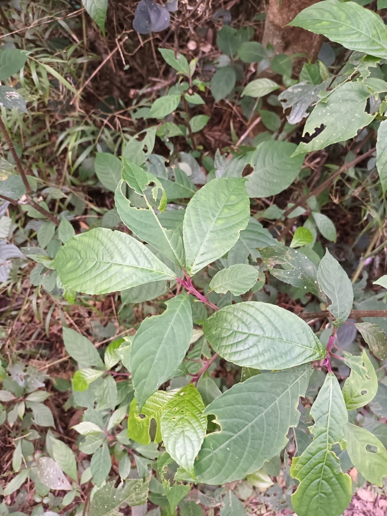 Strobilanthes pulcherrima
