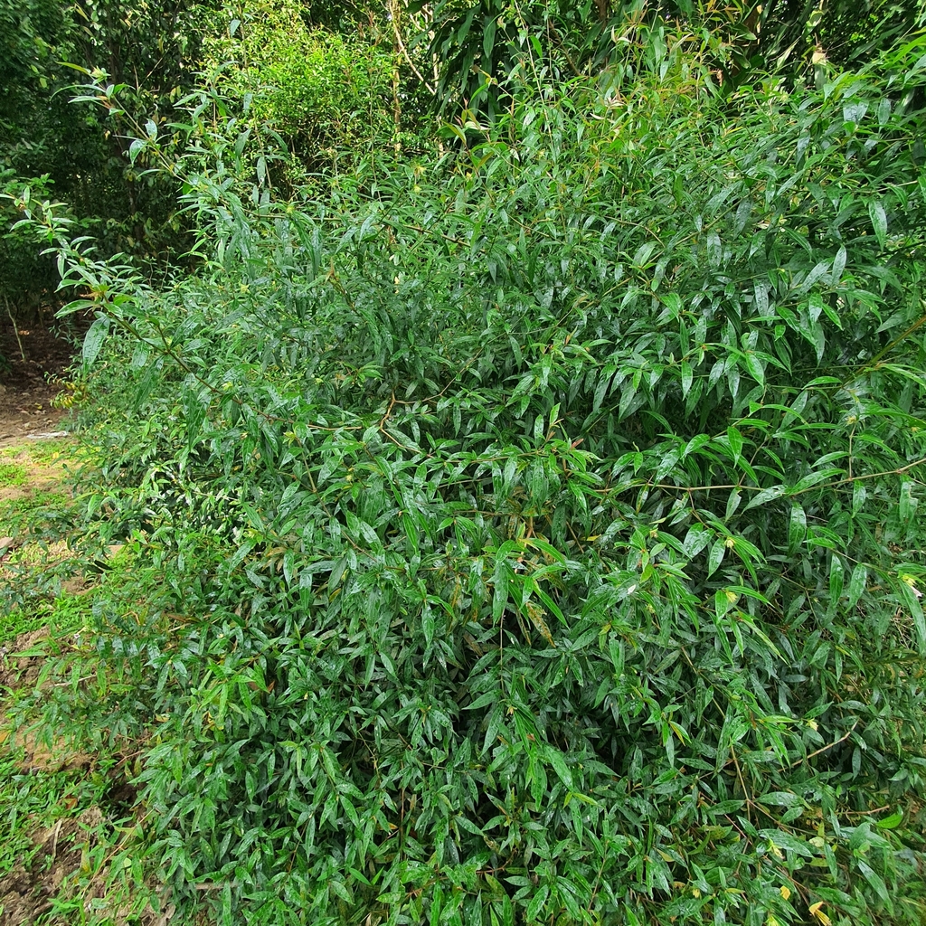Strobilanthes schomburgkii