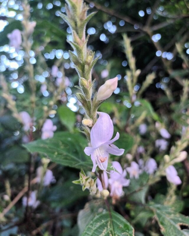 Strobilanthes viscosa