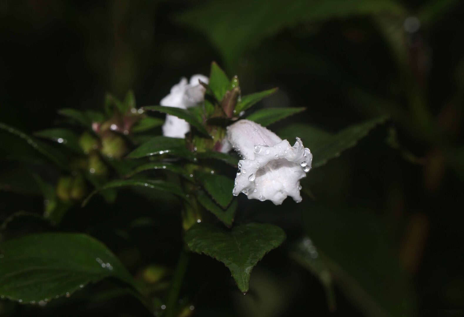 Strobilanthes zeylanica