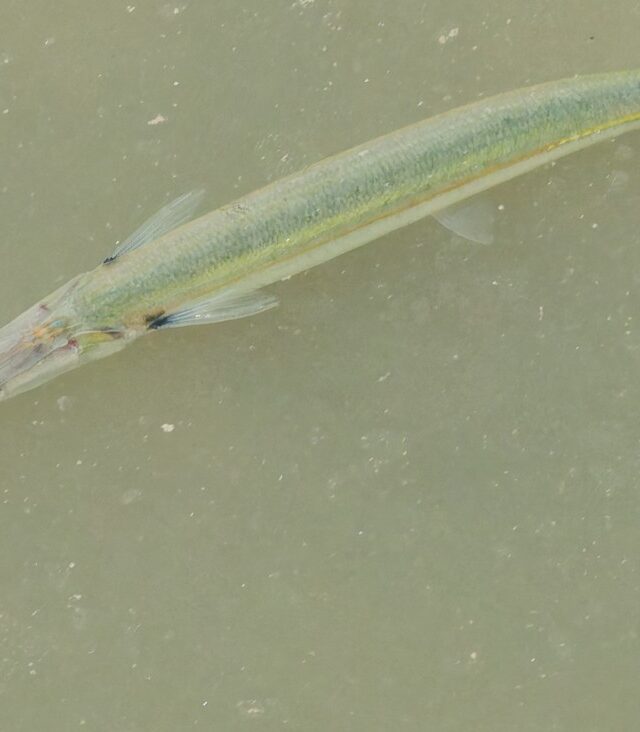 Spottail Needlefish