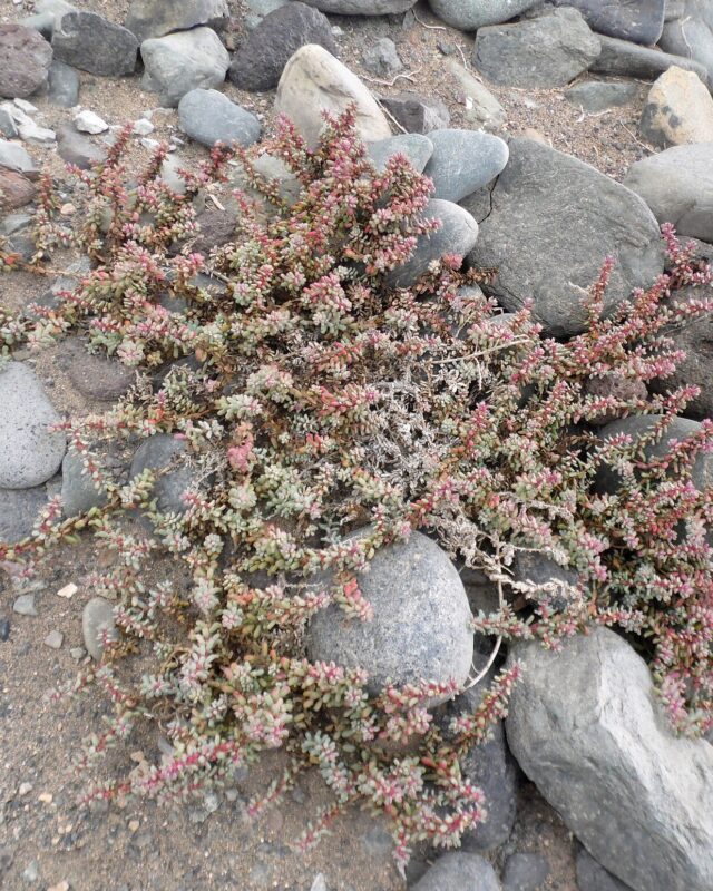 Arabian Jointed Glasswort