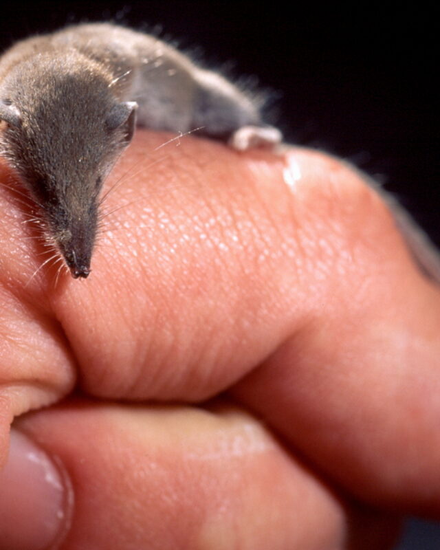 Pygmy White-Toothed Shrew