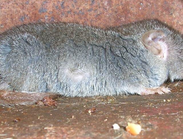 Asian House Shrew