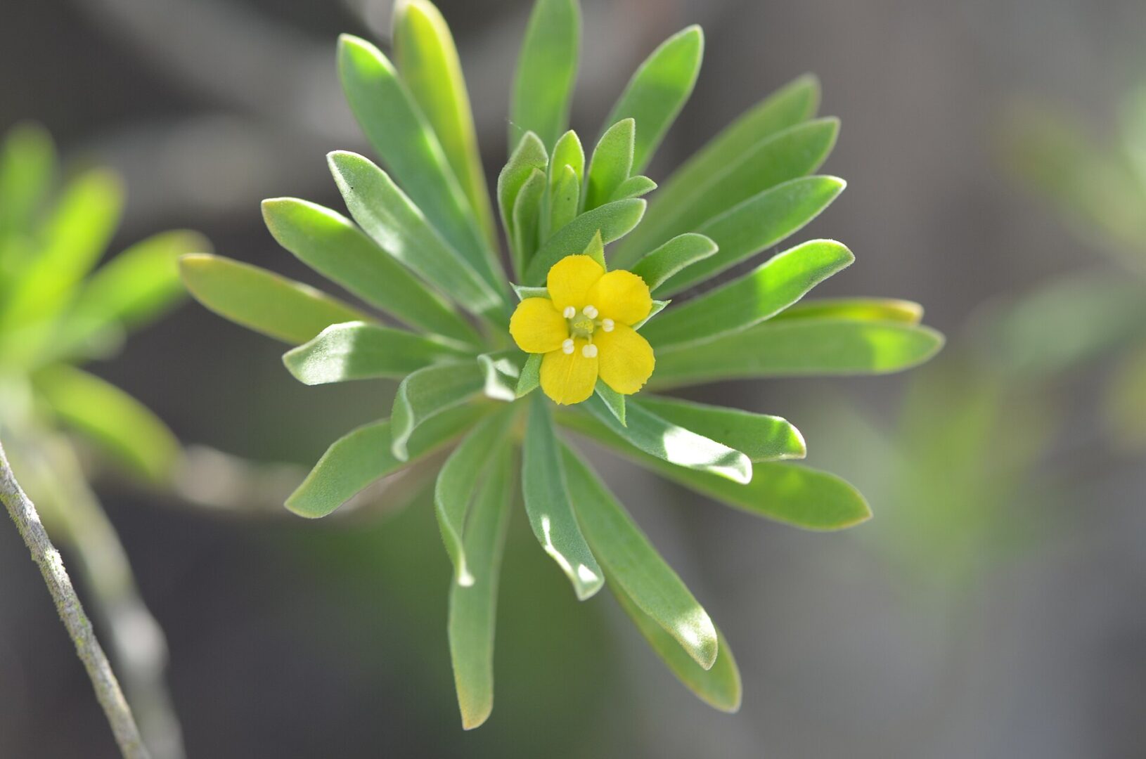 Baycedar