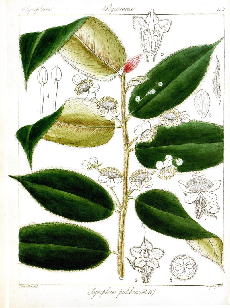 Symplocos pulchra