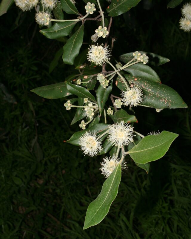 Turpentine