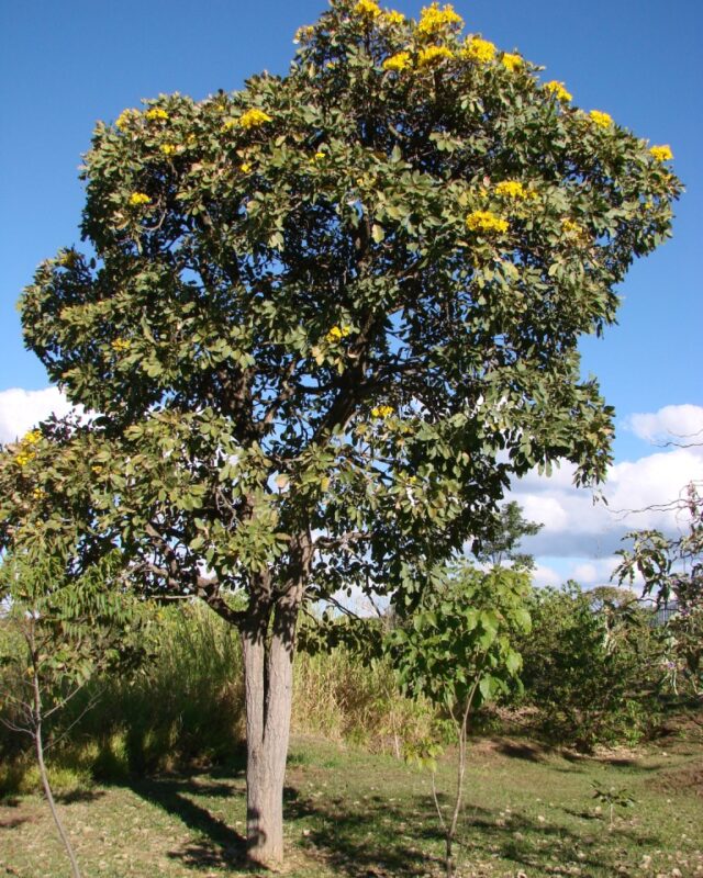 Yellow Trumpet-Tree