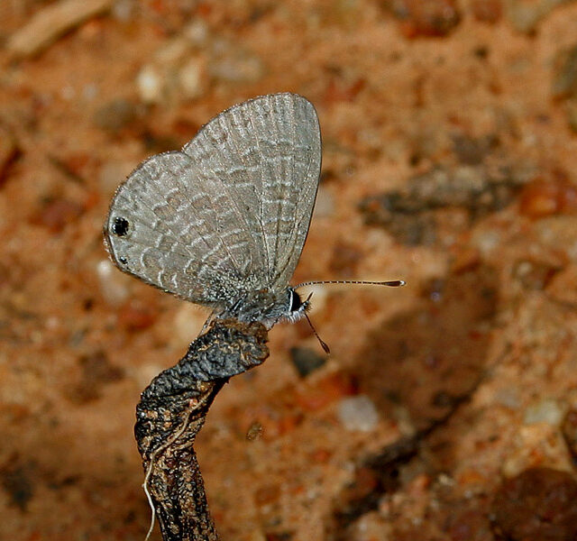 Tailless Lineblue