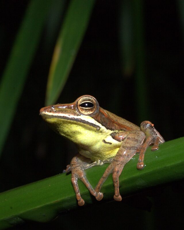 Saddled Tree Frog