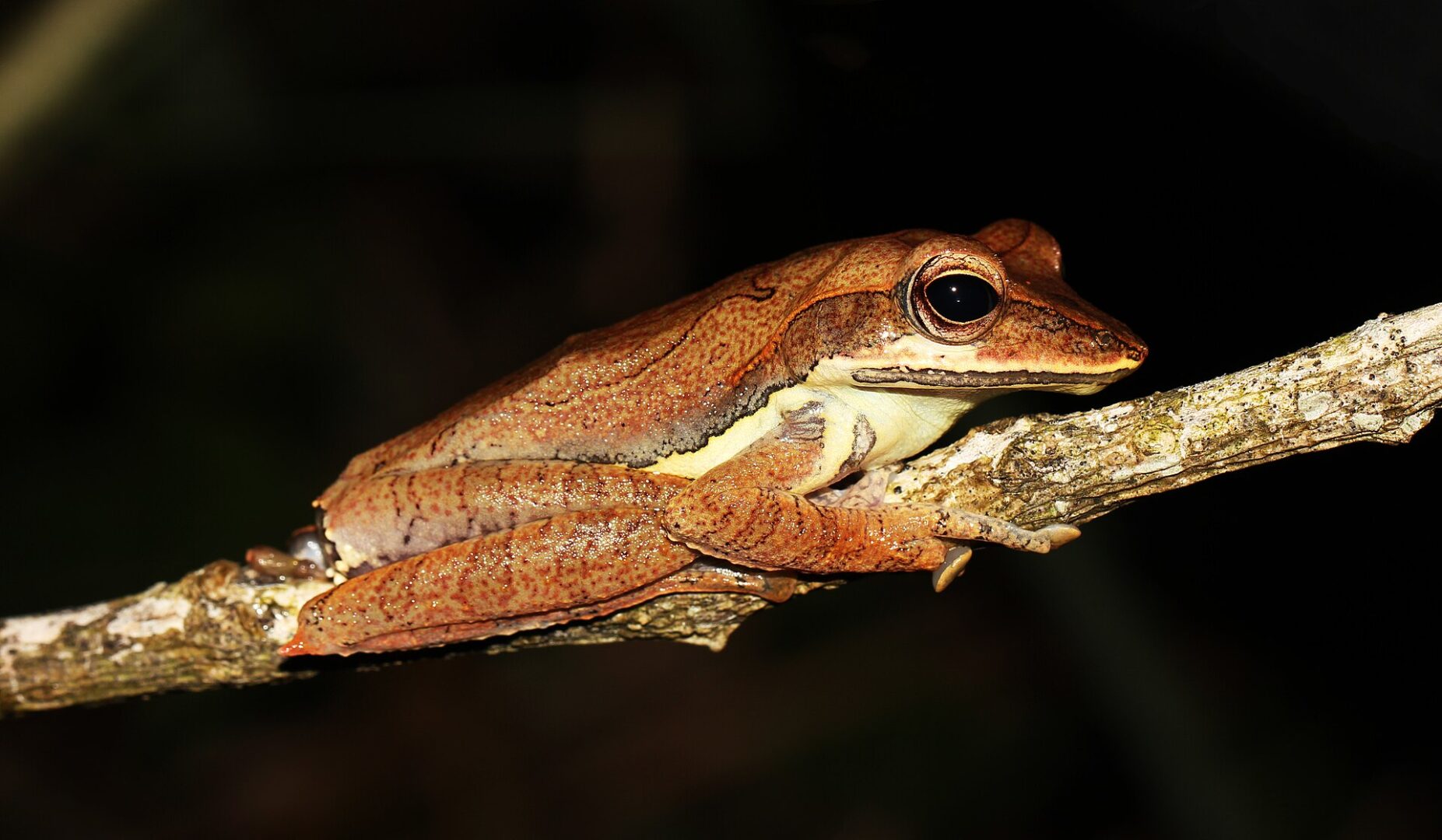 Rakwana Whipping Frog