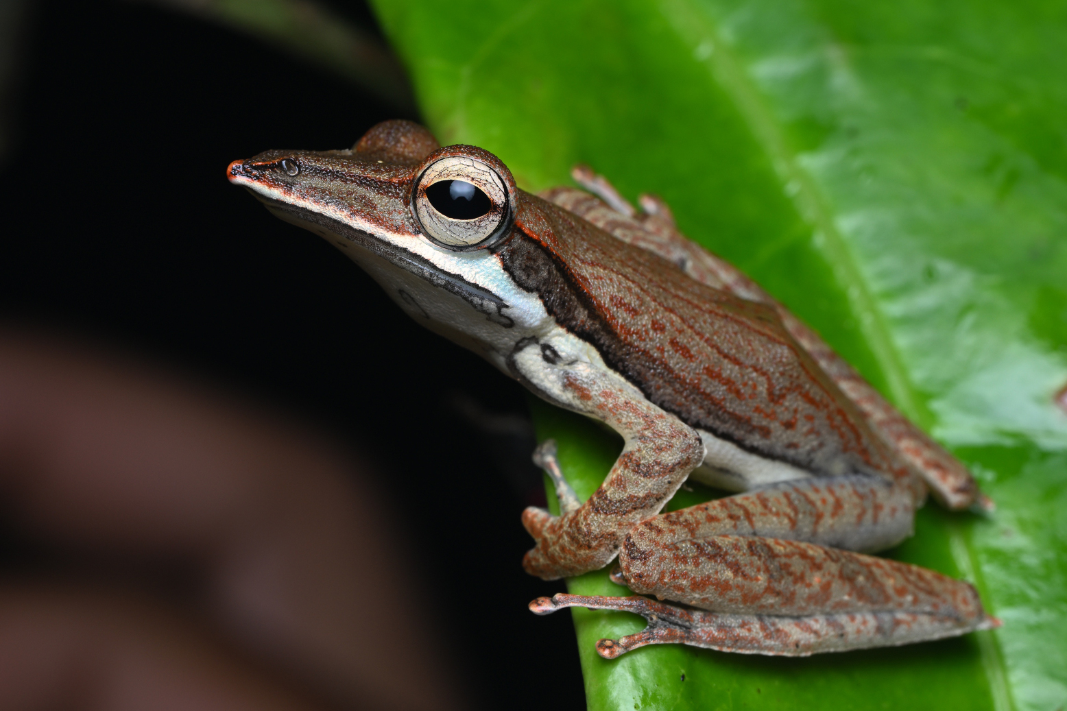 Sharp-Snout Saddled Tree Frog
