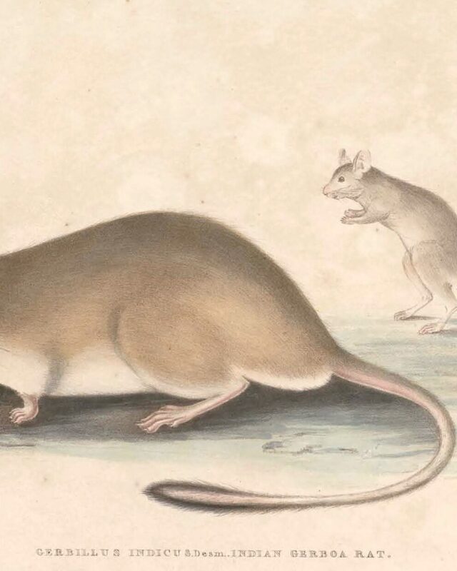 Indian Gerbil