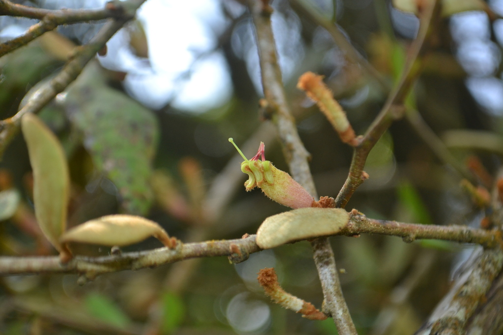 Taxillus tomentosus