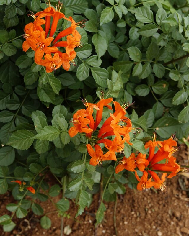 Cape Honeysuckle