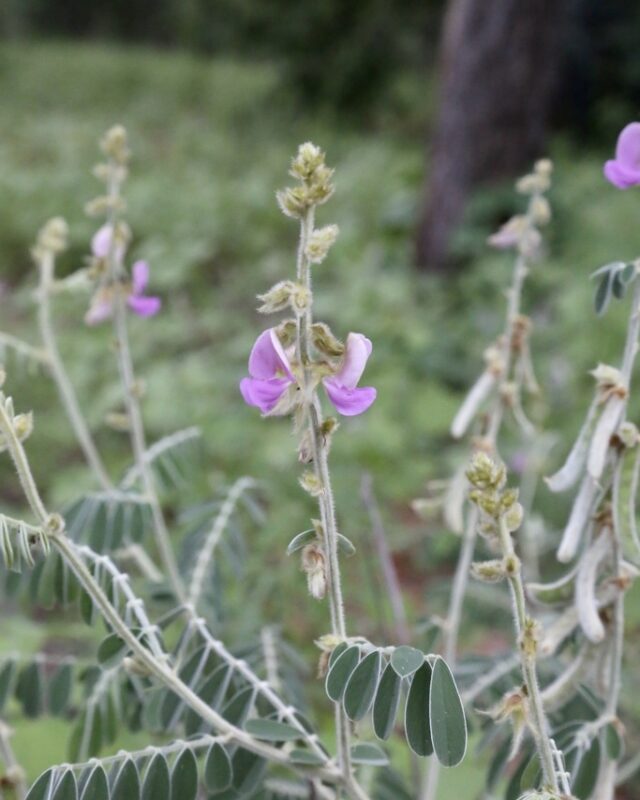 Tephrosia villosa