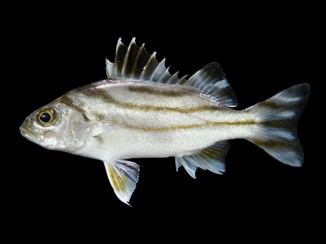 Crescent Grunter