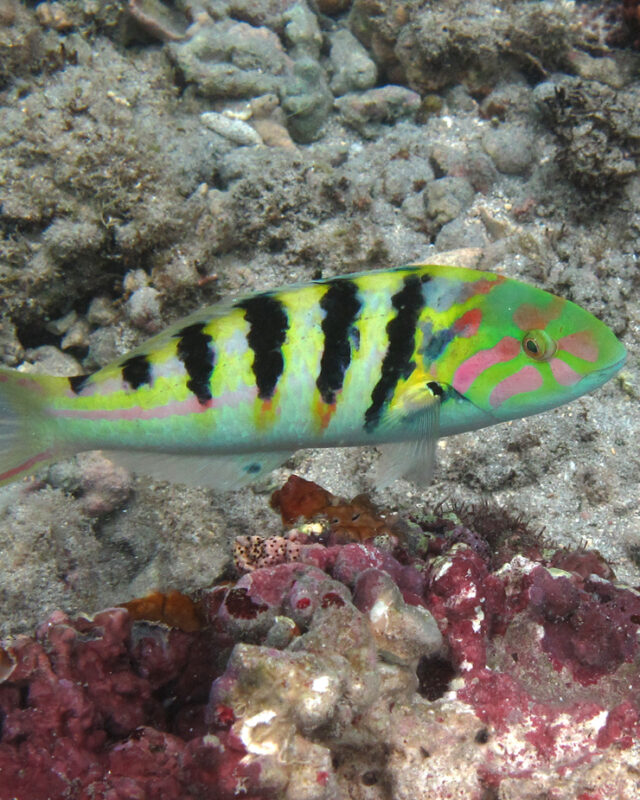 Sixbar Wrasse