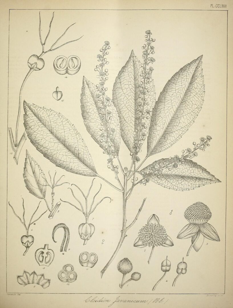 Cleidion javanicum