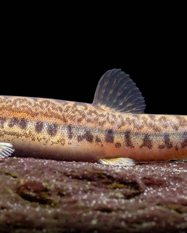 Common Spiny Loach