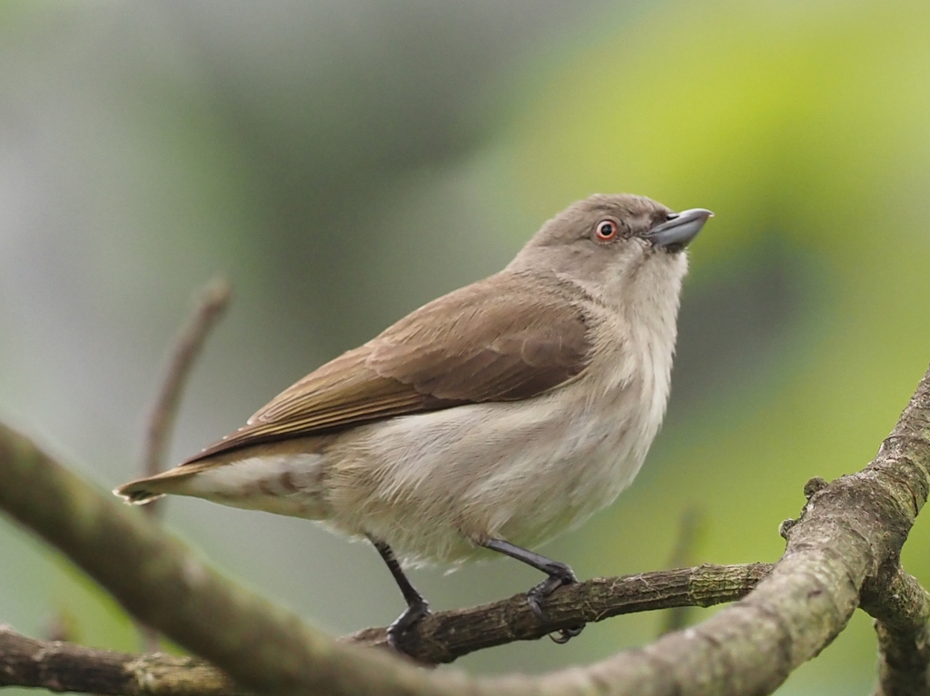 Thick-Billed Flowerpecker