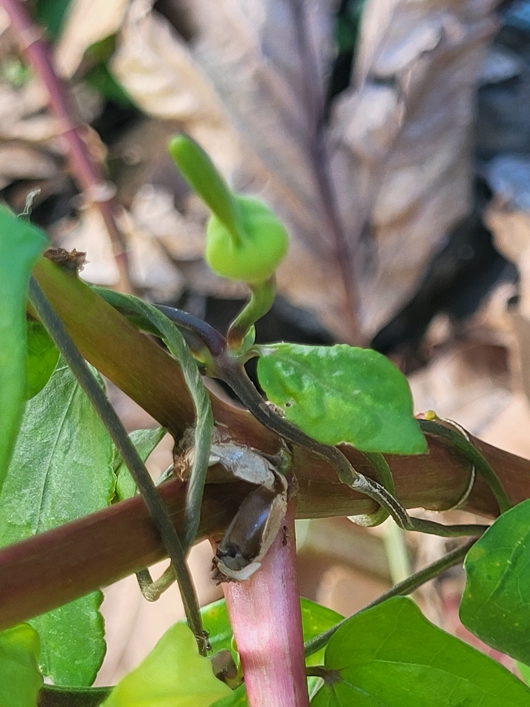 Thunbergia laevis