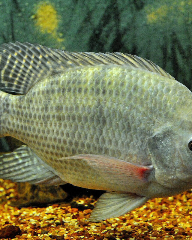 Nile Tilapia