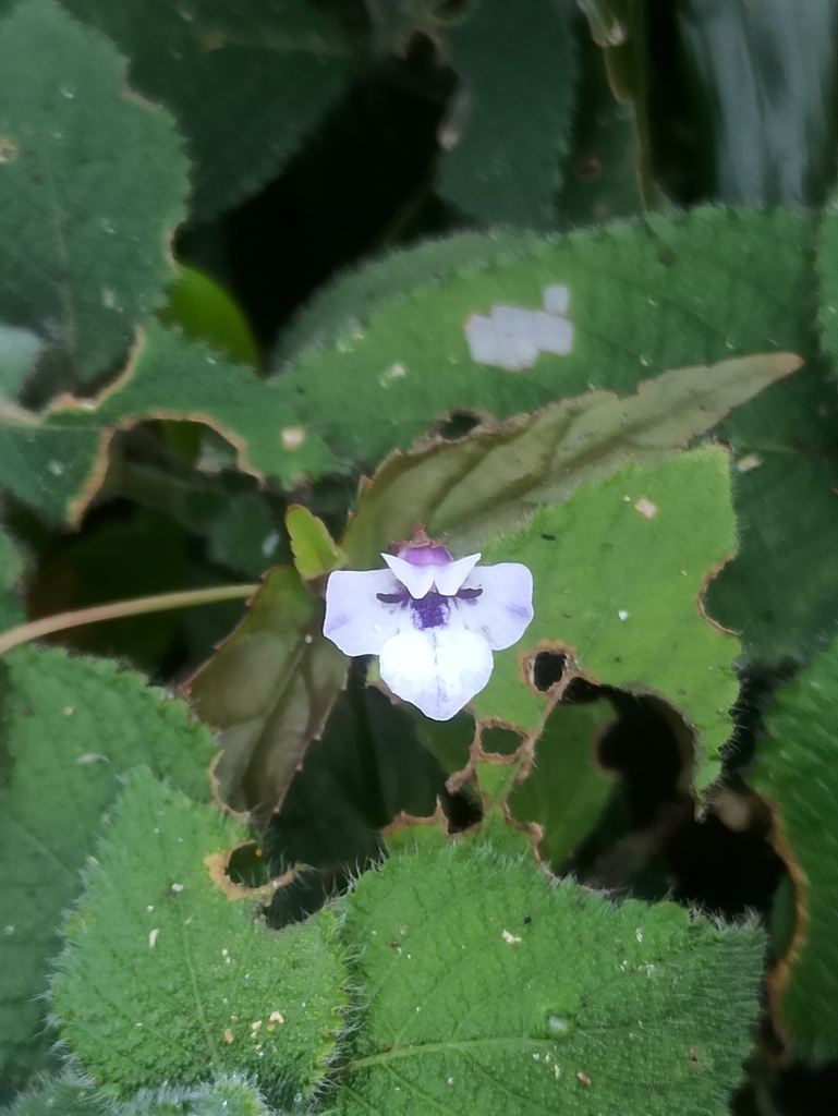 Torenia courtallensis