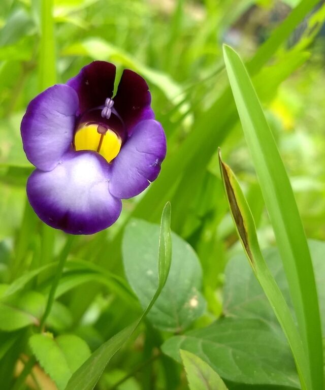 Torenia leucosiphon