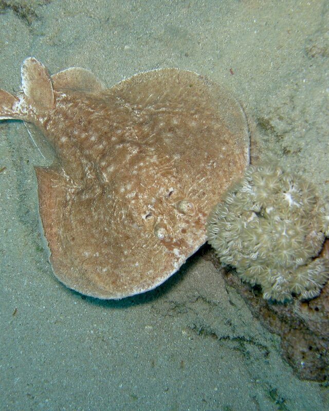Leopard Torpedo