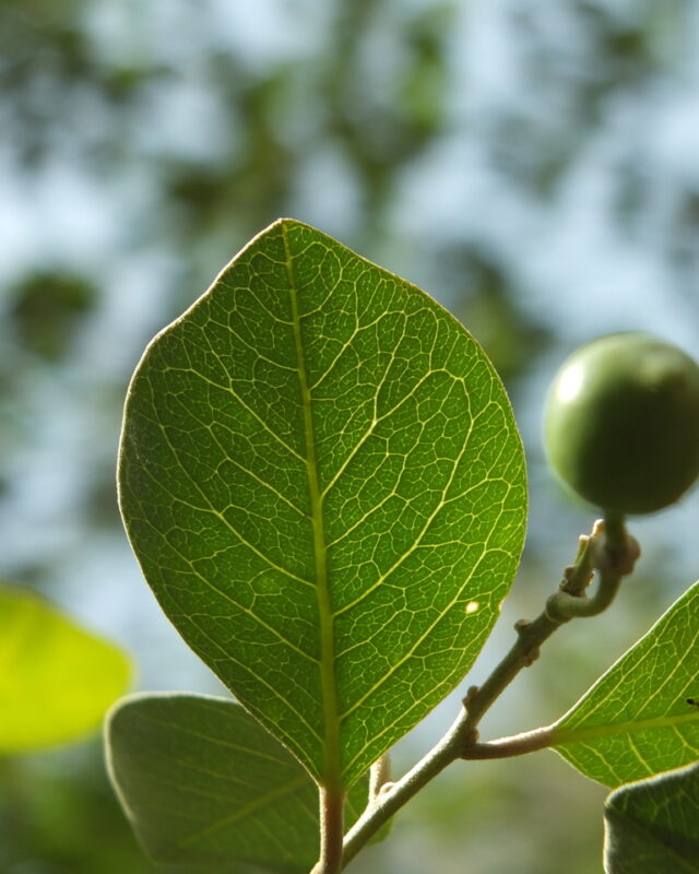 Tree Caper