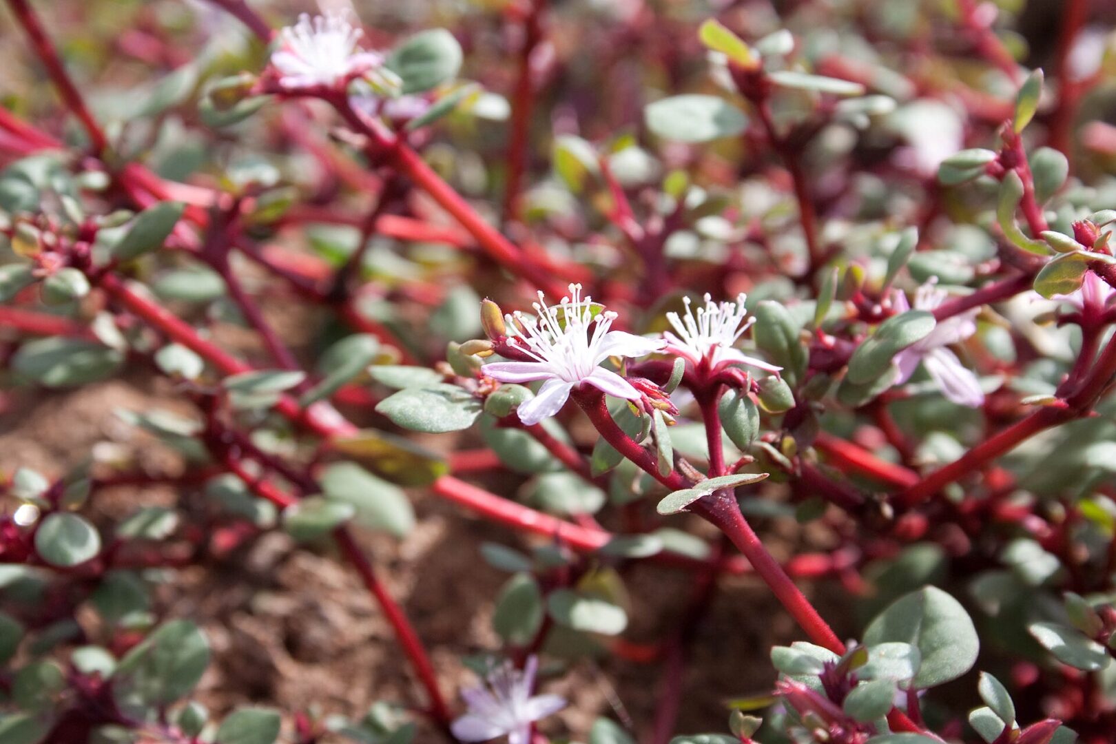 Desert Horse Purslane